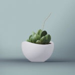 little-plant